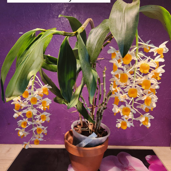 PLANTES_MEMBRES &raquo; SEBASTIEN_VASSEUR &raquo; SVASSEUR